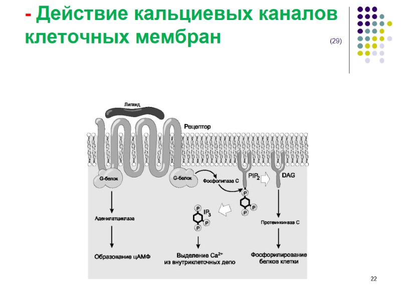 - Действие кальциевых каналов клеточных мембран        